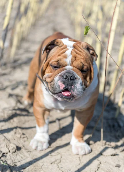 Bulldog inglés posingBulldog inglés posando al aire libre — Foto de Stock