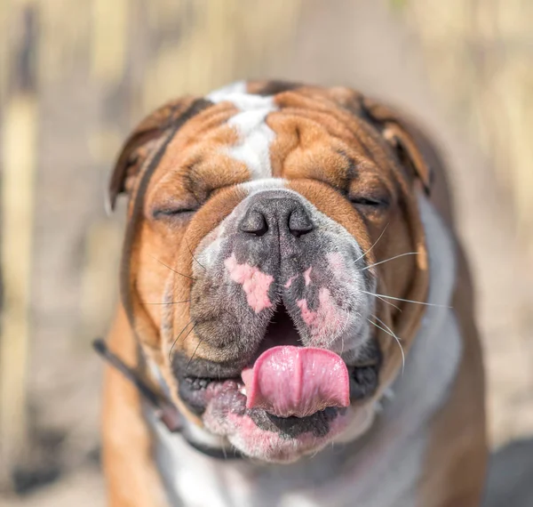 English bulldog posingEnglish bulldog posing outdooroutdoor — Stock Photo, Image