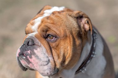 Çörek üzerinde Noel dekorasyon