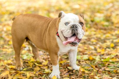 Güzel İngilizce bulldog açık portresi 