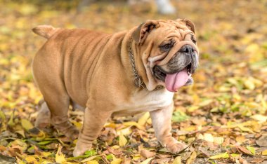 Güzel İngilizce bulldog açık portresi 