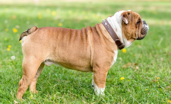 Retrato de belo bulldog Inglês ao ar livre — Fotografia de Stock
