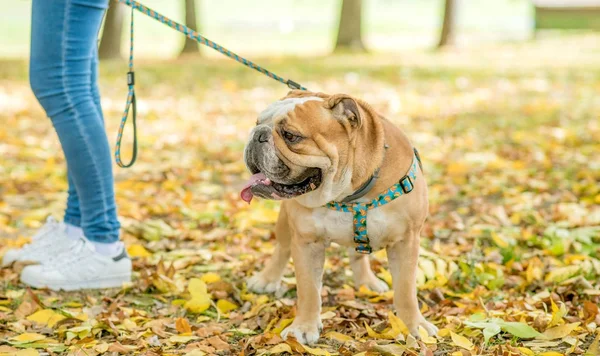 Gyönyörű angol bulldog szabadtéri portréja — Stock Fotó