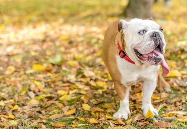 Porträt der schönen englischen Bulldogge im Freien — Stockfoto