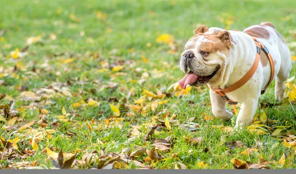 Ritratto di bellissimo bulldog inglese all'aperto — Foto Stock