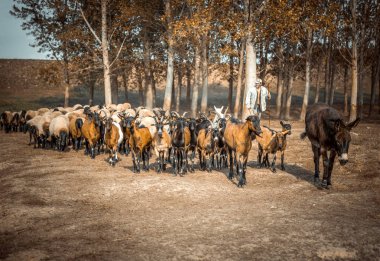 koyun ve keçi çobanı 