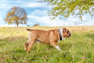 Sevimli İngiliz bulldog poz