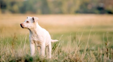 Güzel küçük beyaz köpek