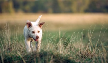 Güzel küçük beyaz köpek