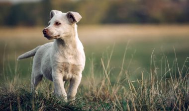 Güzel küçük beyaz köpek
