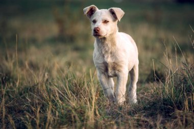 Güzel küçük beyaz köpek