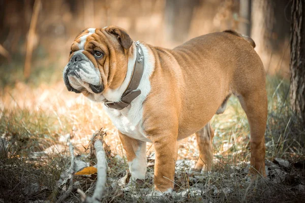 Leuke Engelse bulldog poseren — Stockfoto