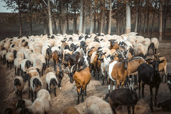 koyunlar ve keçiler