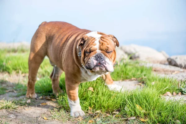 Lindo inglés bulldog jugando al aire libre — Foto de Stock