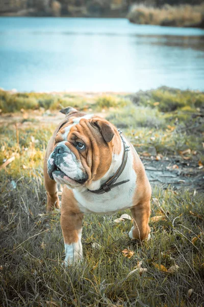 Lindo inglés bulldog posando — Foto de Stock