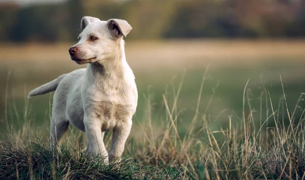 Güzel küçük beyaz köpek