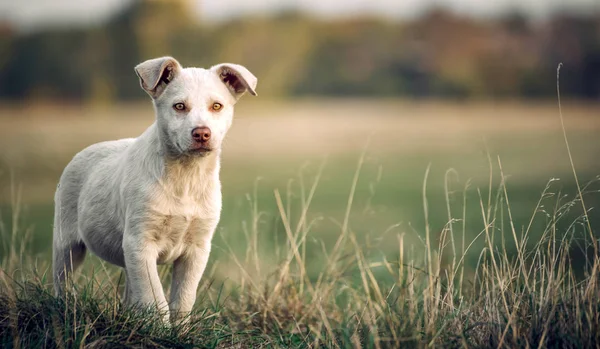Beautiful little white dog — Stock Photo, Image
