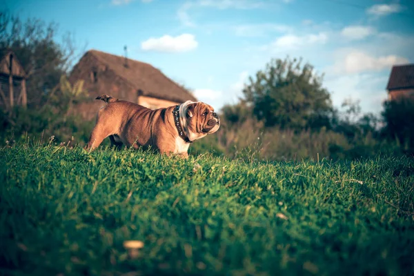 Lindo inglés bulldog posando —  Fotos de Stock