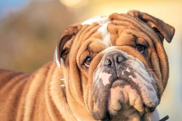 Lindo inglés bulldog posando —  Fotos de Stock