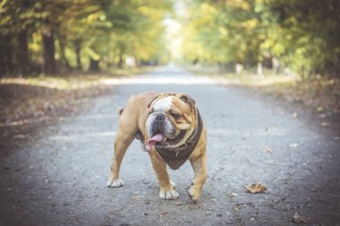 Komik İngiliz bulldog 'unun portresi 