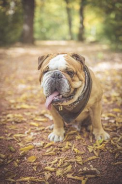 Komik İngiliz bulldog 'unun portresi 