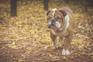 Komik İngiliz bulldog 'unun portresi 