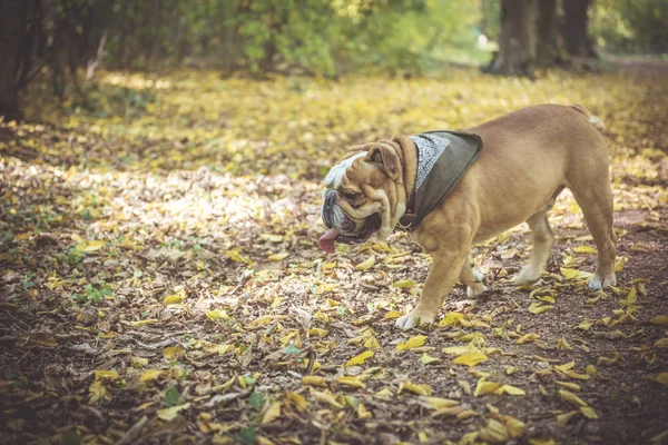 Portret zabawnego angielskiego buldoga — Zdjęcie stockowe