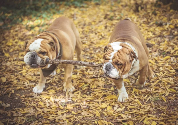 Retrato de bulldog inglês engraçado — Fotografia de Stock