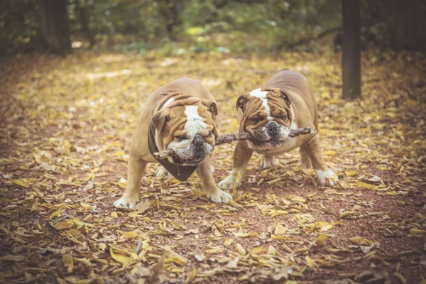 Retrato de bulldog inglês engraçado — Fotografia de Stock