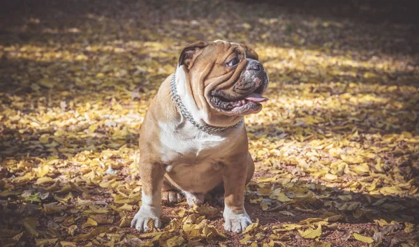 Ritratto di divertente bulldog inglese — Foto Stock