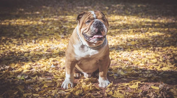 Ritratto di divertente bulldog inglese — Foto Stock