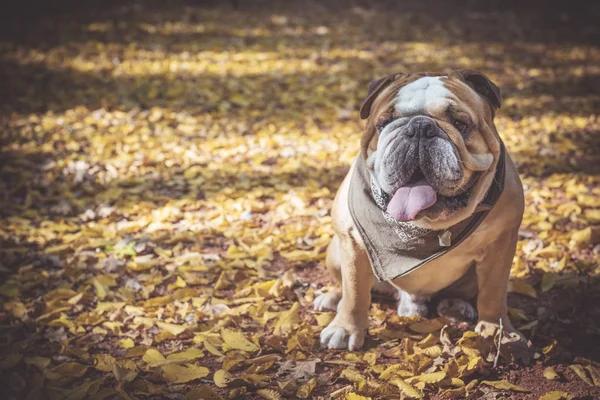 Portret van een grappige Engelse bulldog — Stockfoto