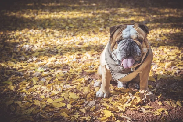 Porträtt av rolig engelsk bulldog — Stockfoto