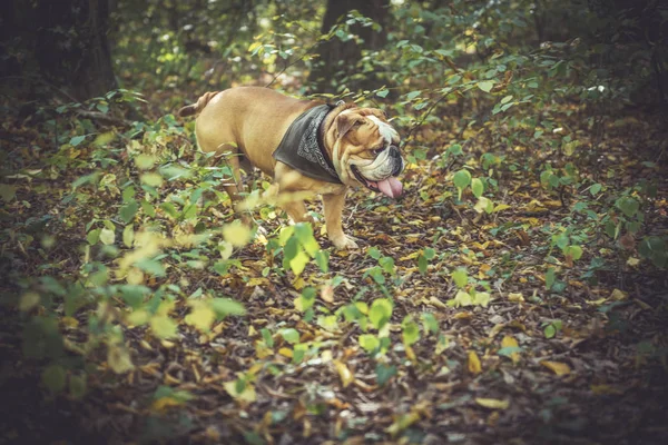 Retrato de bulldog inglês engraçado — Fotografia de Stock