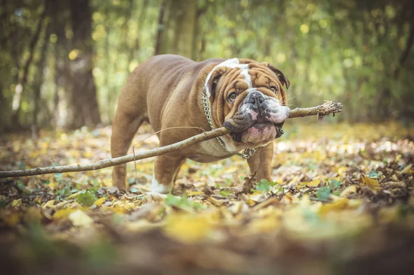 Retrato de bulldog inglés divertido —  Fotos de Stock