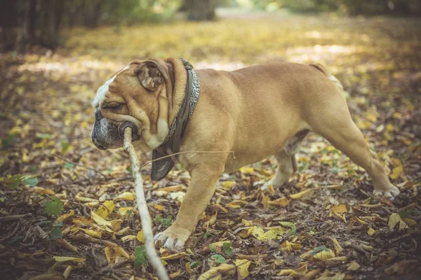 Portret van een grappige Engelse bulldog — Stockfoto