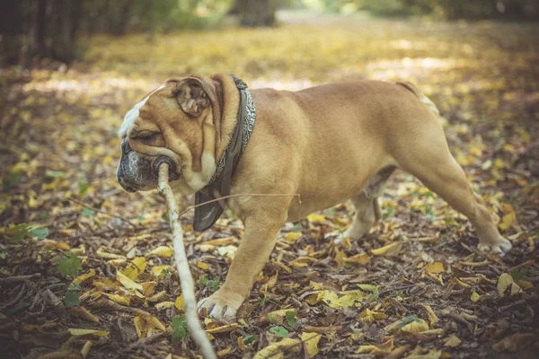 Retrato de bulldog inglês engraçado — Fotografia de Stock