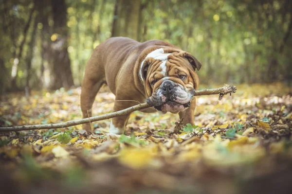 Retrato de bulldog inglés divertido —  Fotos de Stock