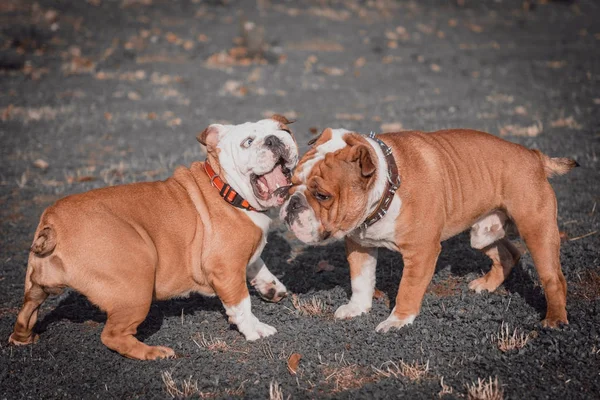 Verspieltes Paar Englische Bulldogge — Stockfoto