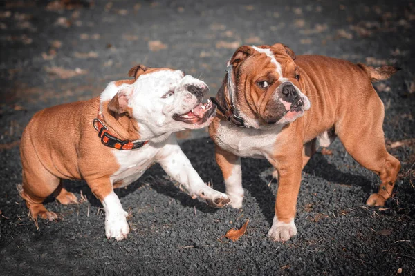 Pareja juguetona de bulldog inglés —  Fotos de Stock