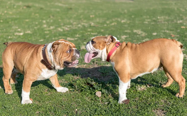 Pareja juguetona de bulldog inglés —  Fotos de Stock