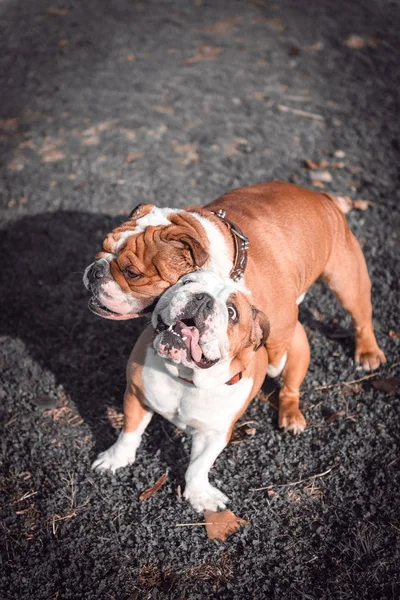 Casal brincalhão de bulldog Inglês — Fotografia de Stock