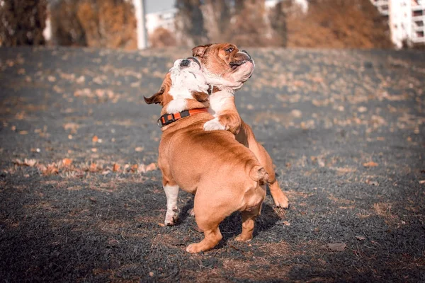 Lekfulla par engelska bulldog — Stockfoto
