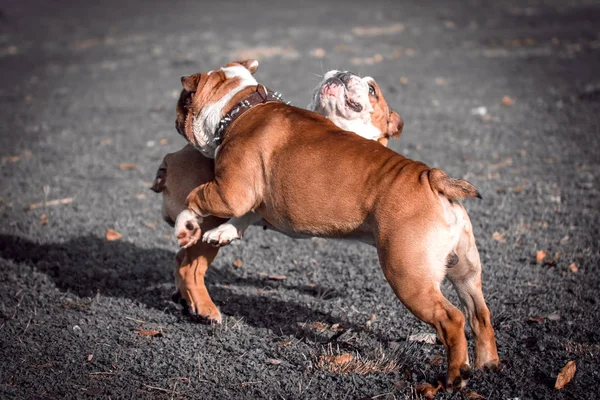 Lekfulla par engelska bulldog — Stockfoto