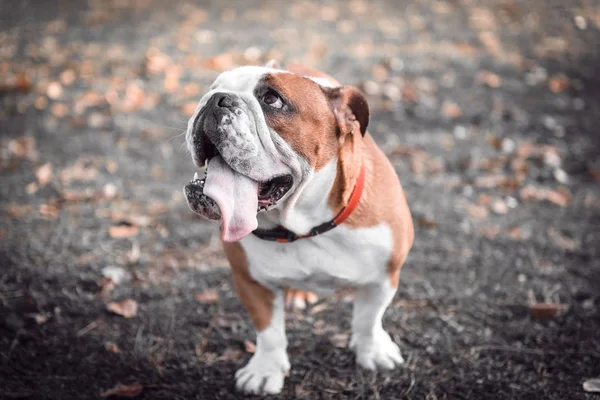 Casal brincalhão de bulldog Inglês — Fotografia de Stock