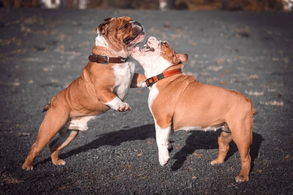 Couple ludique de bulldog anglais — Photo