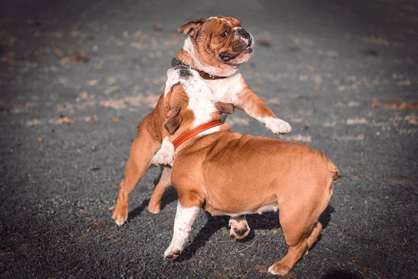 Playful couple of English bulldog — Stock Photo, Image