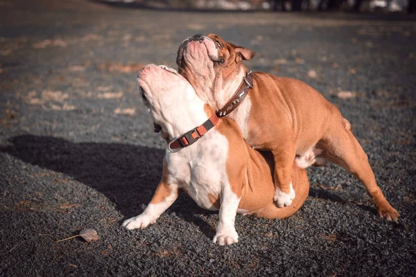 Casal brincalhão de bulldog Inglês — Fotografia de Stock