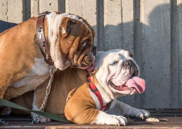 Casal brincalhão de bulldog Inglês — Fotografia de Stock