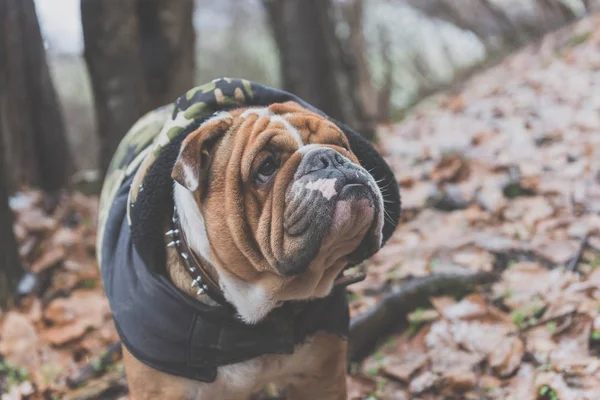 Portret Van Schattige Engels Bulldog Buiten — Stockfoto